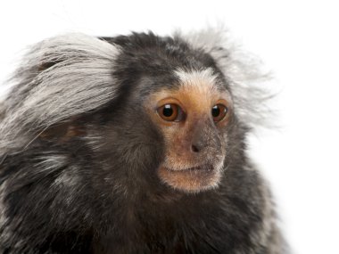 ortak marmoset, callithrix jacchus, 2 yıl yaşlı, beyaz arka plan