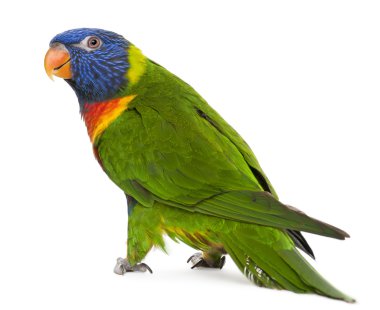 Rainbow Lorikeet, Trichoglossus haematodus, 3 years old, standing in front of white background clipart
