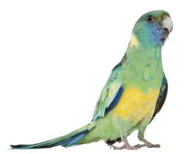 Male Australian Ringneck, Barnardius Barnardi Macgillivrayi, 2 years old, standing in front of white background clipart