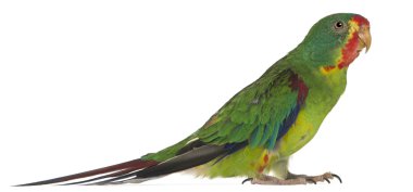 Swift Parrot, Lathamus discolor, 2 years old, standing in front of white background clipart