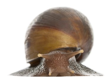 Giant African land snail, Achatina fulica, 5 months old, in front of white background clipart