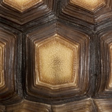 Close-up of African Spurred Tortoise shell, Geochelone sulcata, 1 year old clipart