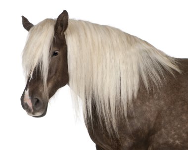 Comtois horse, a draft horse, Equus caballus, 10 years old, standing in front of white background clipart