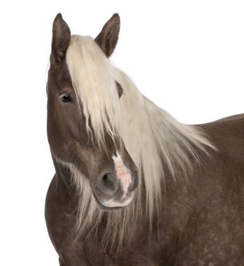 comtois at, bir taslak atı, equus caballus, 10 yaşında beyaz arka plan,
