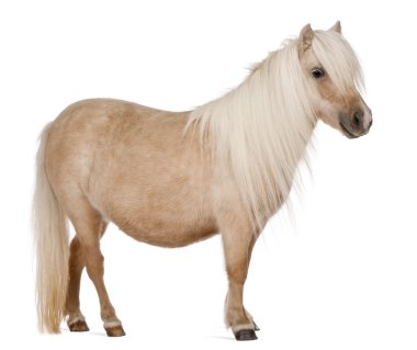 Palomino midilli, equus caballus, 3 yıl yaşlı, beyaz arka plan duran