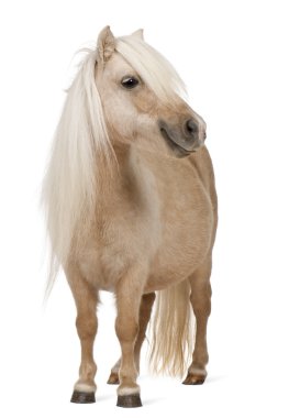Palomino Shetland pony, Equus caballus, 3 years old, standing in front of white background clipart