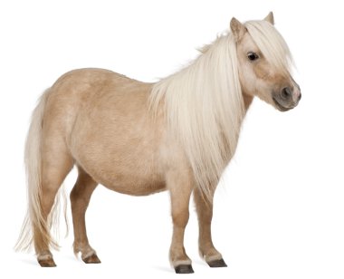 Palomino midilli, equus caballus, 3 yıl yaşlı, beyaz arka plan duran