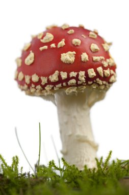 sinek agaric veya sinek amanita mantar, Sinek mantarı, açık o