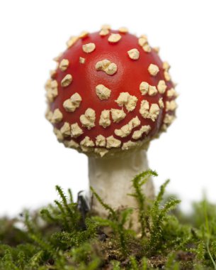 sinek agaric veya sinek amanita mantar, Sinek mantarı, açık o