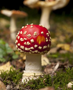 sinek agaric ya da sinek amanita mantar, Sinek mantarı