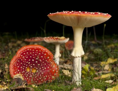 sinek agaric ya da sinek amanita mantar, Sinek mantarı