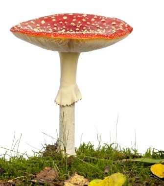 Fly agaric or fly Amanita mushroom, Amanita muscaria, in front o clipart