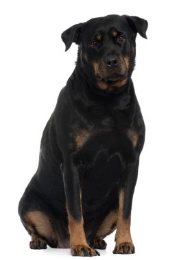 Rottweiler, 4 yıl yaşlı, önünde oturan arka plan beyaz.