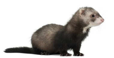 Ferret, 6 months old, in front of white background clipart