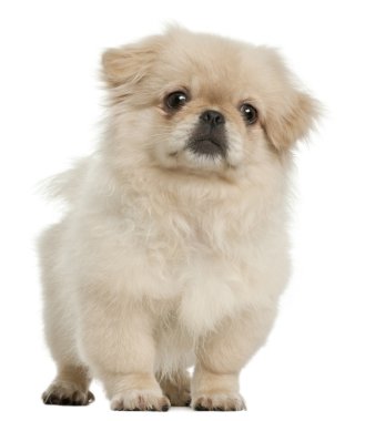 Pekingese köpek yavrusu, 5 ay yaşlı, beyaz arka plan duran