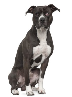 American Pit Bull Terrier, (5 years old) clipart
