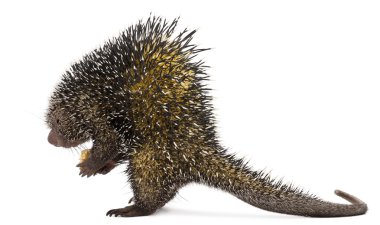 Brazilian Porcupine, Coendou prehensilis, eating peanut in front of white background clipart