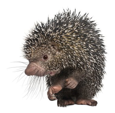 Brazilian Porcupine, Coendou prehensilis, eating peanut in front of white background clipart