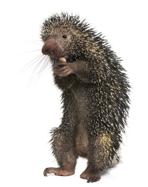 Brazilian Porcupine, Coendou prehensilis, eating peanut in front of white background clipart
