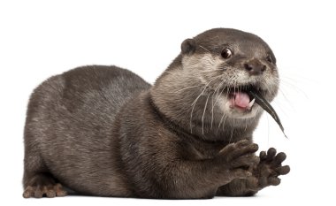 Oriental small-clawed otter, Amblonyx Cinereus, 5 years old, standing in front of white background clipart