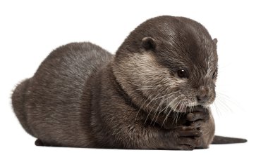 oryantal küçük pençe otter, amblonyx cinereus, 5 yıl yaşlı, beyaz arka plan duran