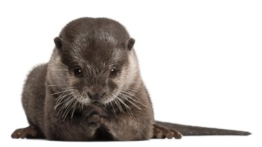 Oriental small-clawed otter, Amblonyx Cinereus, 5 years old, standing in front of white background clipart