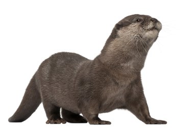 oryantal küçük pençe otter, amblonyx cinereus, 5 yaşında, beyaz arka plan yalan.