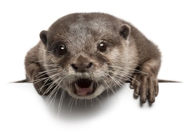 Oriental small-clawed otter, Amblonyx Cinereus, 5 years old, lying in front of white background clipart