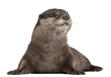 Oriental small-clawed otter, Amblonyx Cinereus, 5 years old, lying in front of white background clipart