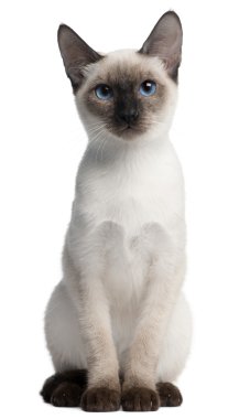 Thai kitten, 5 months old, sitting in front of white background clipart