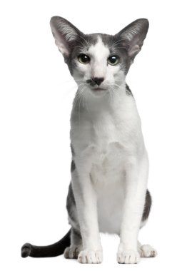 Oriental bicolor cat, 1 year old, sitting in front of white background clipart