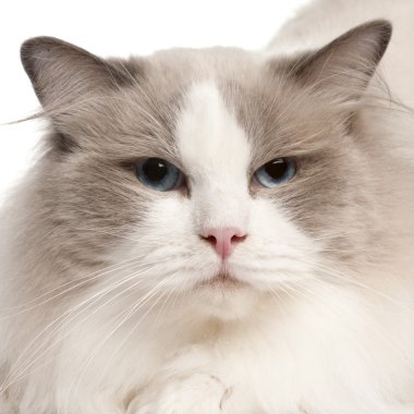 Close-up of Ragdoll cat, 2 years old, in front of white background clipart