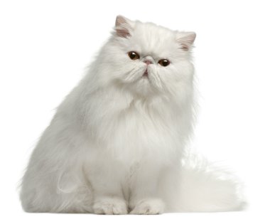 Persian cat, 8 months old, sitting in front of white background clipart