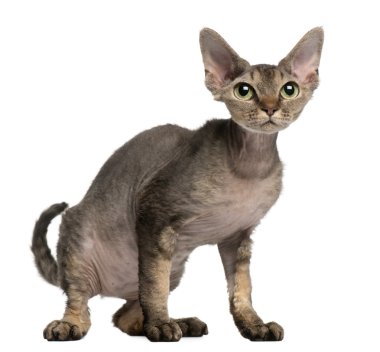 Devon Rex cat, 2 years old, sitting in front of white background clipart