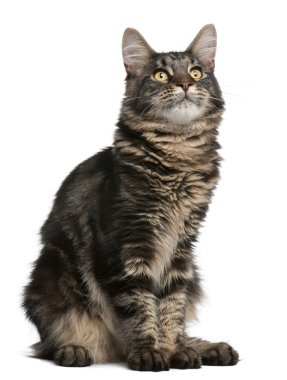 Maine coon kedi, 6 ay yaşlı, önünde oturan backgrou beyaz.