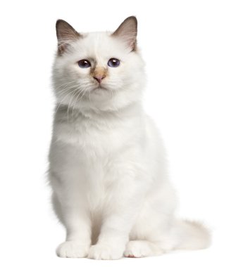 Birman kitten, 4 months old, sitting in front of white background clipart