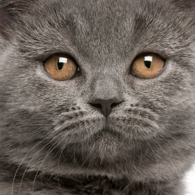 Britanya ile ilgili stenografi kedi yavrusu, 10 haftalık bir close-up