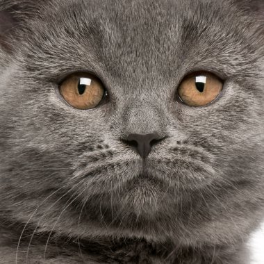 Close-up of British Shorthair kitten, 10 weeks old clipart