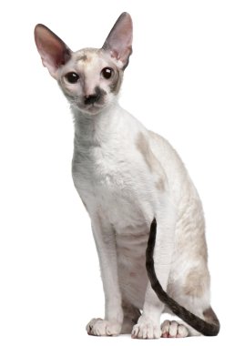 Cornish rex kedi, 7 ay yaşlı, önünde oturan arka plan beyaz.