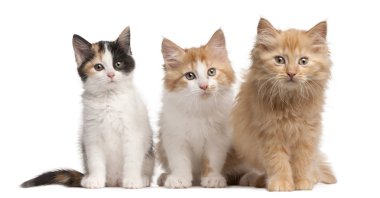 European Shorthair kittens, 10 weeks old, sitting in front of white background clipart