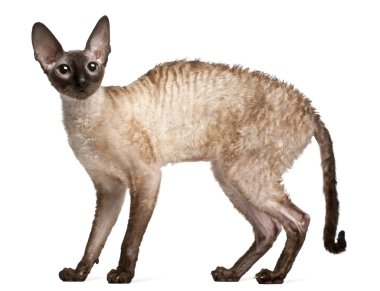 Cornish rex kedi, 14 ay yaşlı, beyaz arka plan duran