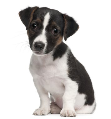Jack Russell Terrier puppy, 2 months old, sitting in front of white background clipart