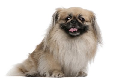 Pekingese, 7 years old, sitting in front of white background clipart