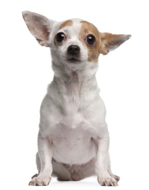 Chihuahua, 2 yıl yaşlı, önünde oturan arka plan beyaz.