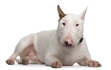 Bull terrier, 9 ay yaşlı, önünde yalan arka plan beyaz.