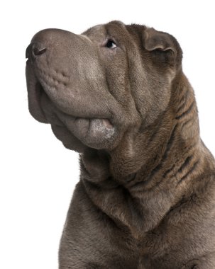 shar pei, 1 yıl beyaz arka plan eski,