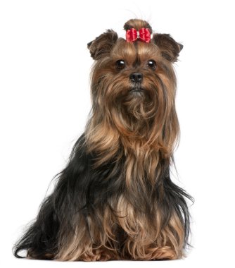 Yorkshire terrier kırmızı yay, 9 yıl yaşlı, beyaz arka plan oturan giymiş