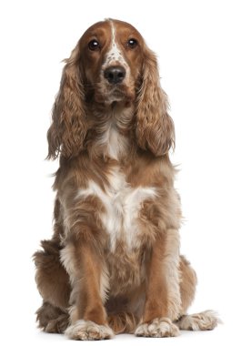 American cocker spaniel, 3 years old, sitting in front of white background clipart