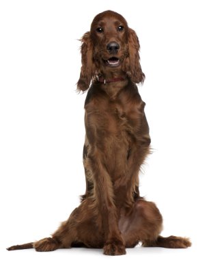 Irish Setter puppy, 5 months old, sitting in front of white background clipart