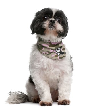 Shih tzu, mendil giyen 4 yıl yaşlı, önünde oturan arka plan beyaz.